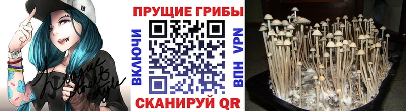 где купить наркотик  Ноябрьск  Галлюциногенные грибы GOLDEN TEACHER 